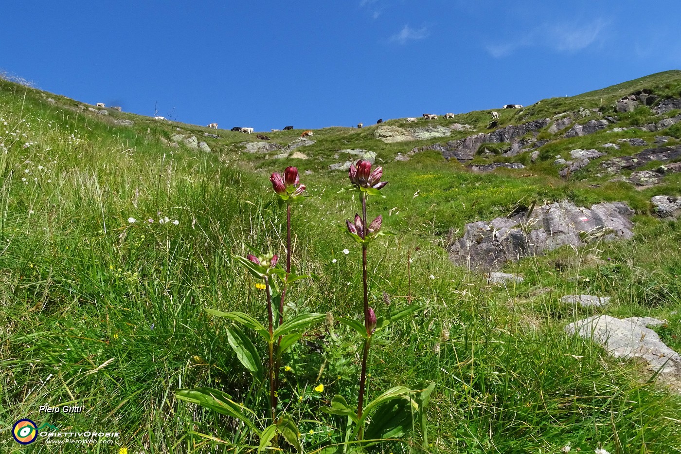 19 Genziana porporina (Gentiana Lutea) con mucche al pascolo.JPG